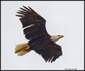 _2SB0598 american bald eagle